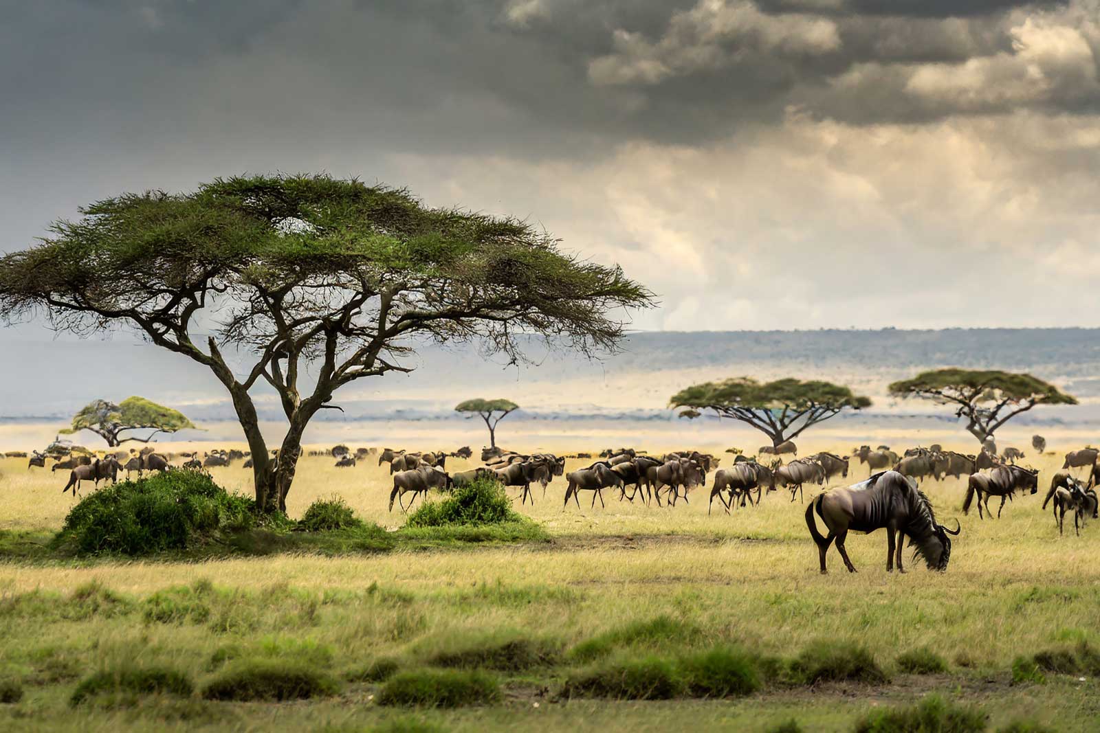VIAJES A KENIA
