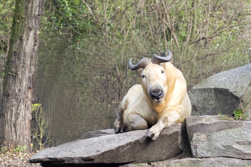 Bután: el takin dorado, uno de los animales más emblemáticos de Bután