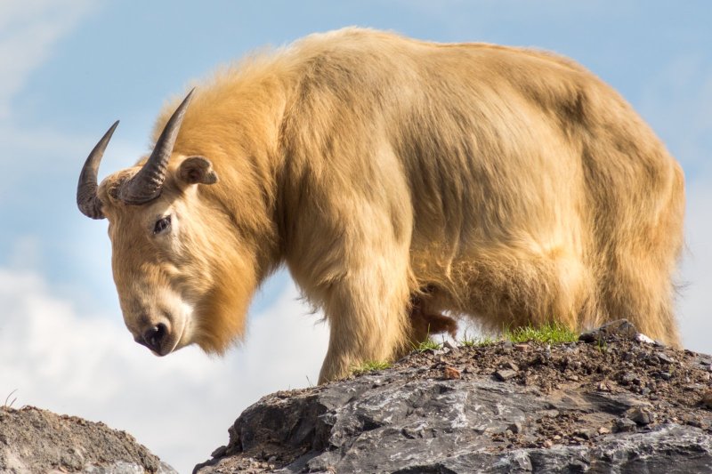 Bután: takín dorado en los paisajes del Himalaya