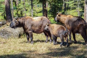Bután: familia de takines, emblema de la fauna del Himalaya