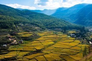 Bután: campos de arroz en el valle de Paro
