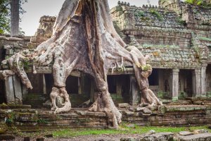 Camboya: raíces gigantes cubriendo el antiguo templo Preah Khan de Angkor