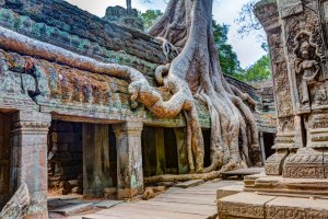 Camboya: raíces gigantes y ruinas ancestrales en Ta Prohm