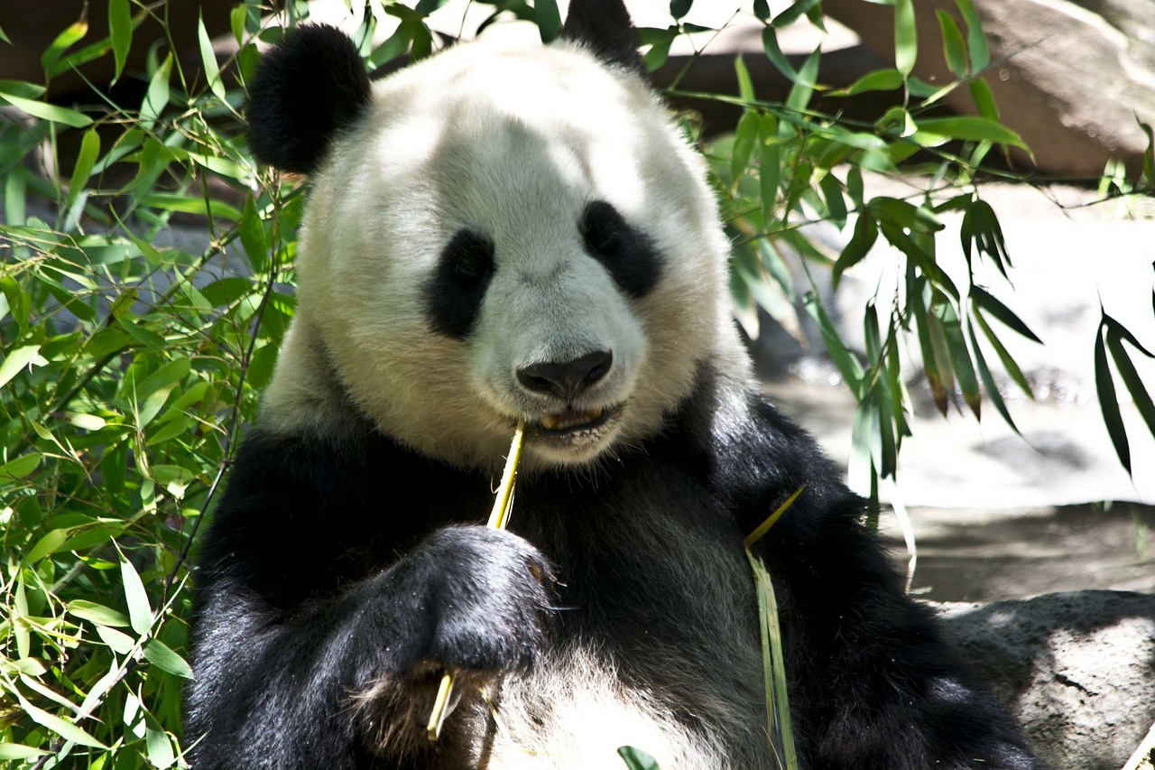 Viaje a China con Osos Panda y el Buda Leshan