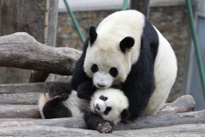 China: centro de cría de Oso Panda de Chengdu