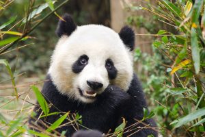 China: oso panda gigante en Chengdu