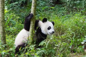 China: el símbolo de Chengdu, el panda gigante