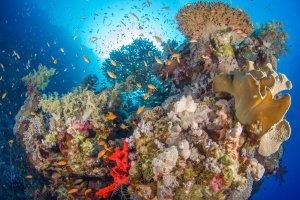 Egipto: fondos marinos del mar Rojo en Ras Mohammed