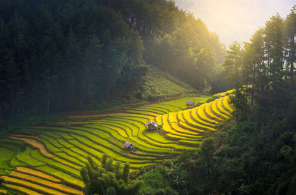 Terrazas de arroz de Filipinas y El Nido