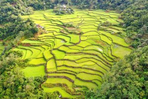 Filipinas: vista aérea de las terrazas de arroz de Banaue