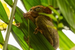 Filipinas: el famoso tarsio filipino de Bohol