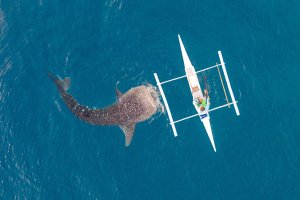 Filipinas: vista aérea de tiburones ballena junto a las embarcaciones de Oslob