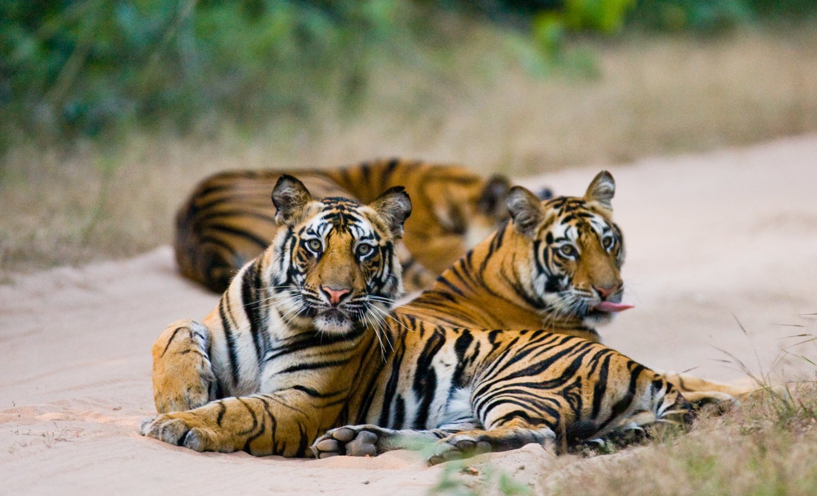 Viaje a India: Triángulo Dorado y safari en Bandhavgarh