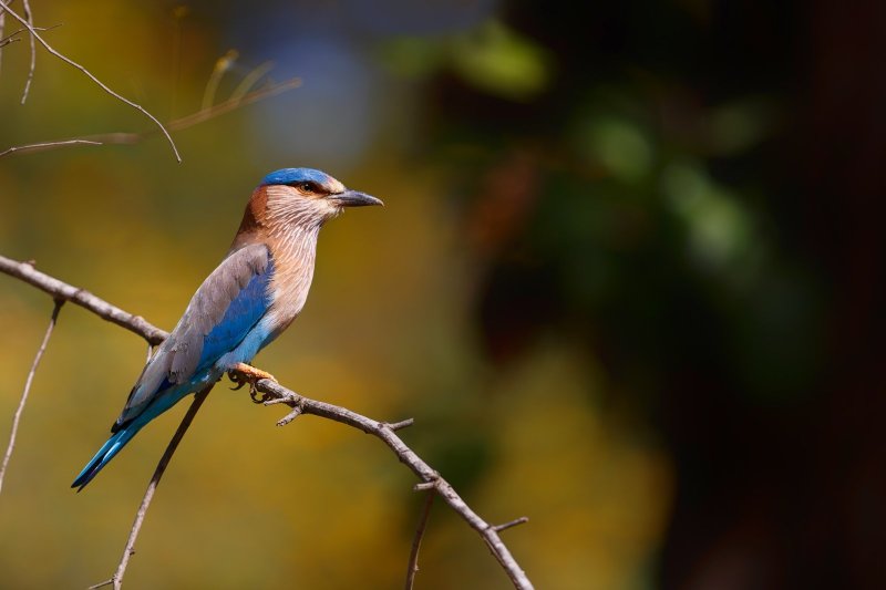 India: carraca india posada en una rama en el parque nacional de Bandhavgarh