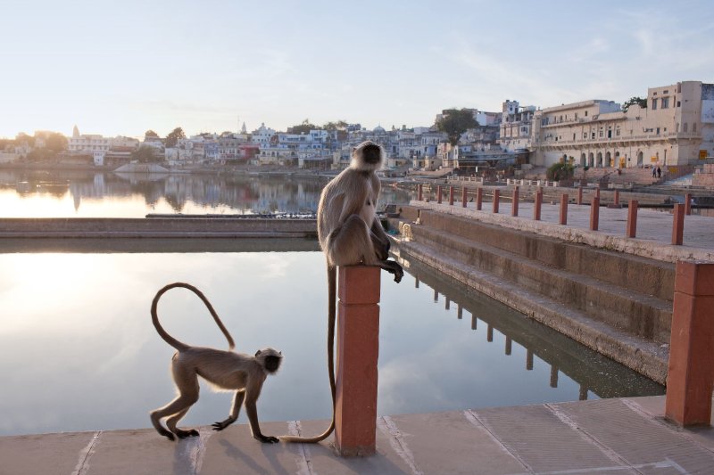 India: monos langures junto al ghat Varaha en Pushkar