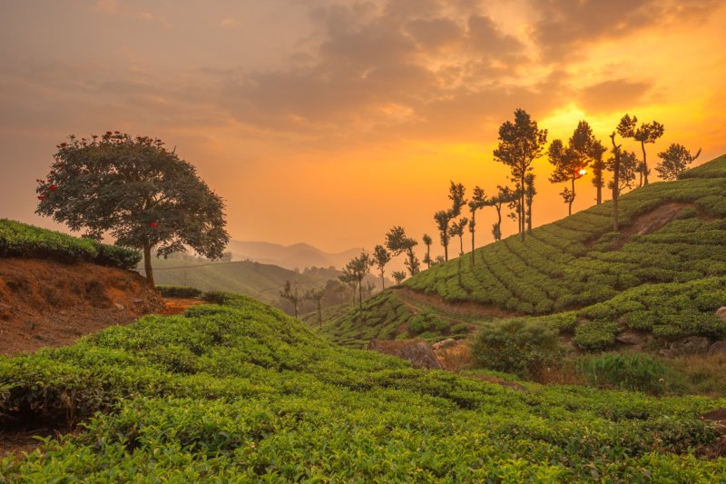 India: campos de té entre las montañas de Munnar