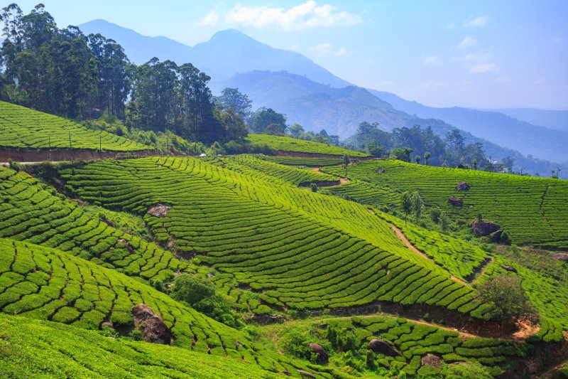 India: plantaciones de té en Munnar, Kerala