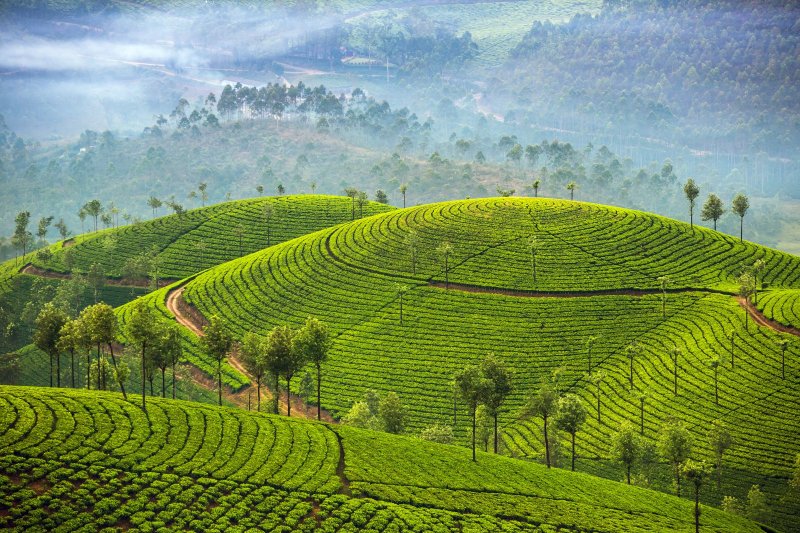 India: plantaciones de té en Munnar, Kerala
