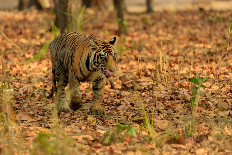 India: tigre de Bengala fundido con los colores del bosque en Bandhavgarh