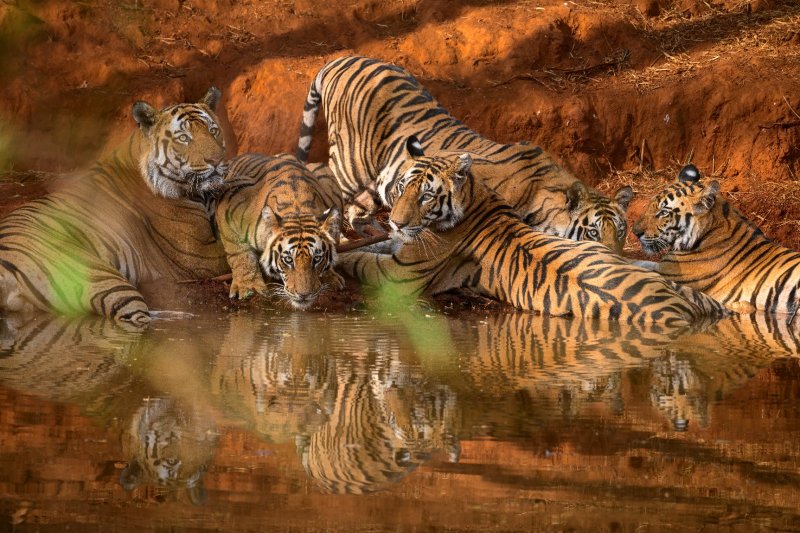India: tigres descansando junto al agua en el parque nacional de Bandhavgarh