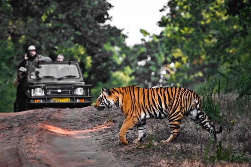 India: tigre cruzando una carretera en el parque nacional de Bandhavgarh