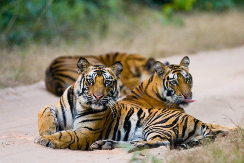 foto del viaje: Triángulo hindú y tigres del Bandhavgarh
