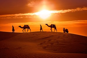 India: caravana de camellos cruzando las dunas del desierto del Thar al atardecer en Jaisalmer