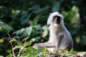 India: langures grises en el parque nacional de Bandhavgarh