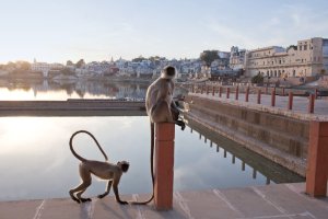 India: monos langures junto al ghat Varaha en Pushkar