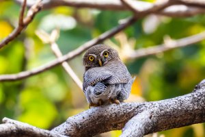 India: mochuelo selvático en el parque nacional de Bandhavgarh