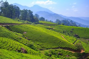 India: plantaciones de té en Munnar, Kerala