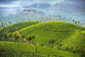 India: plantaciones de té en Munnar, Kerala