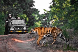India: tigre cruzando una carretera en el parque nacional de Bandhavgarh
