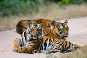 India: encuentro con un grupo de tigres salvajes en el Parque Nacional de Bandhavgarh