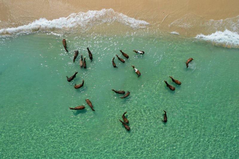 Indonesia: caballos salvajes de la isla de Sumba junto al océano Índico