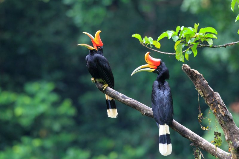 Indonesia: cálao rinoceronte en los bosques de Sumatra