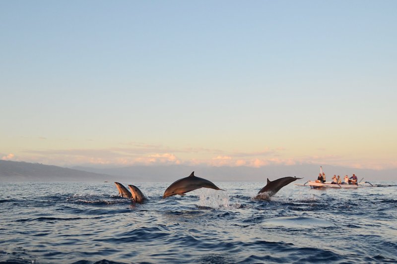 Indonesia: avistamiento de delfines al amanecer en la playa de Lovina, Bali