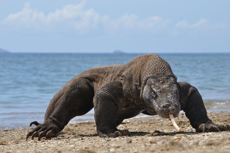 Indonesia: dragón de Komodo en su hábitat protegido del Parque Nacional de Komodo