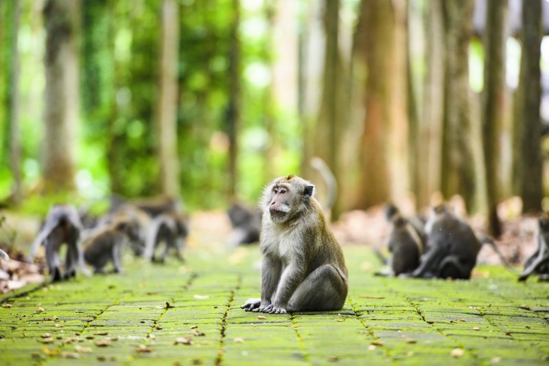 Indonesia: un macaco de cola larga en el Bosque de los Monos de Ubud, Bali