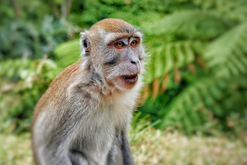 Indonesia: retrato de un macaco de cola larga en la selva tropical de Sumatra