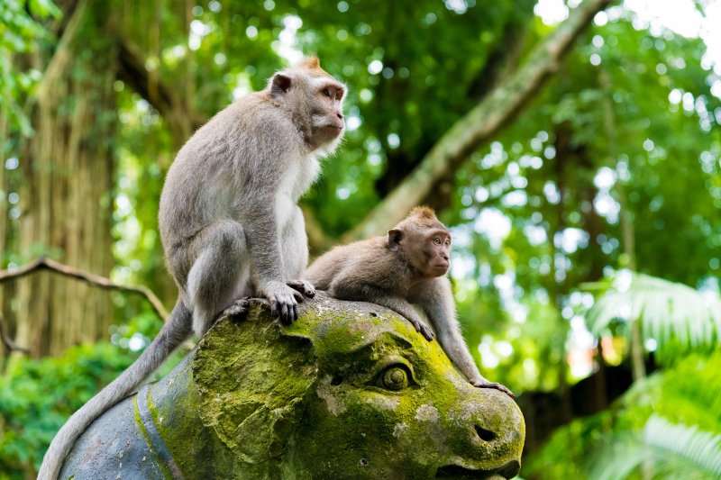 Indonesia: macacos en el Bosque de los Monos de Ubud, Bali
