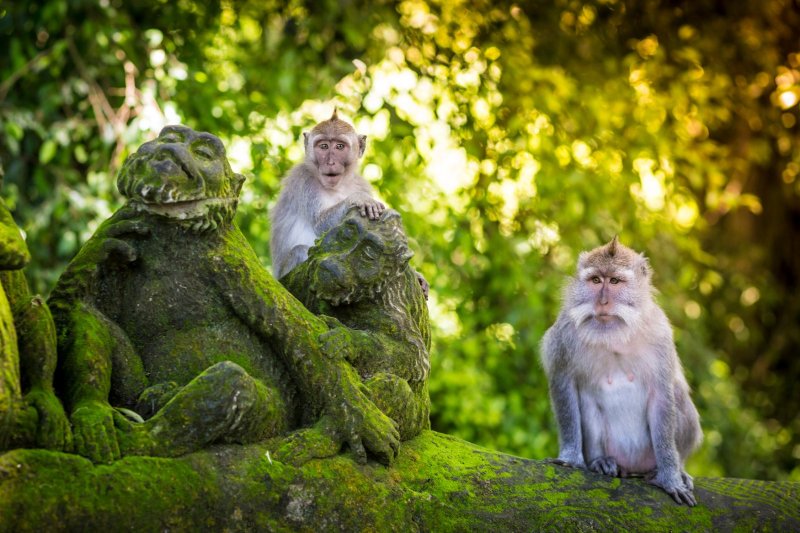 Indonesia: mono en el Bosque de los Monos de Ubud, Bali