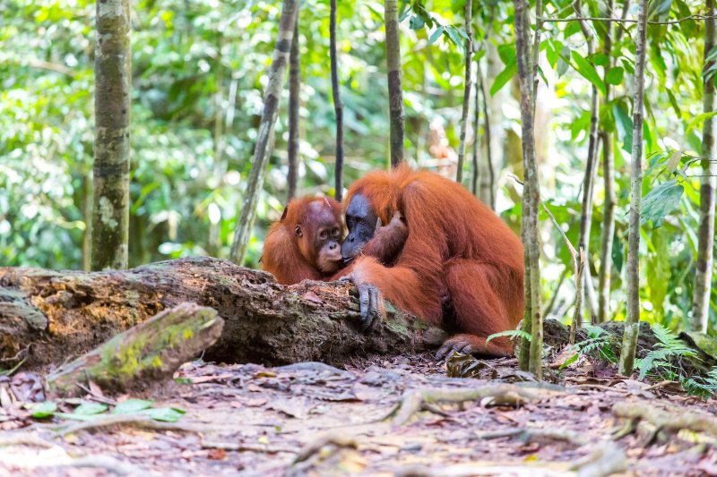Indonesia: orangután en la selva tropical del Parque Nacional Gunung Leuser, Sumatra