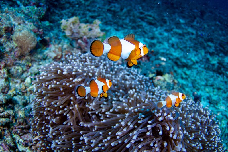 Indonesia: familia de peces payaso entre anémonas en Gili Trawangan, Lombok