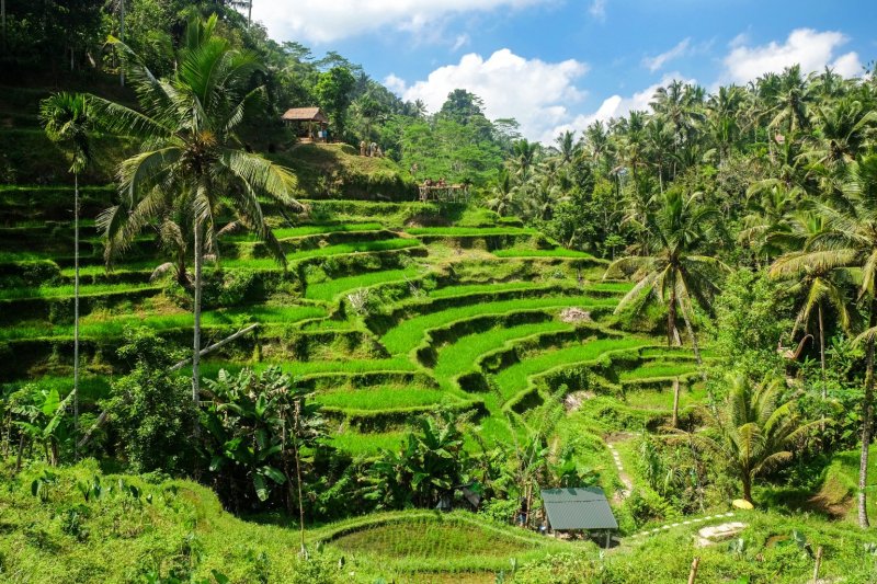 Indonesia: terrazas de arroz en Ubud, Bali