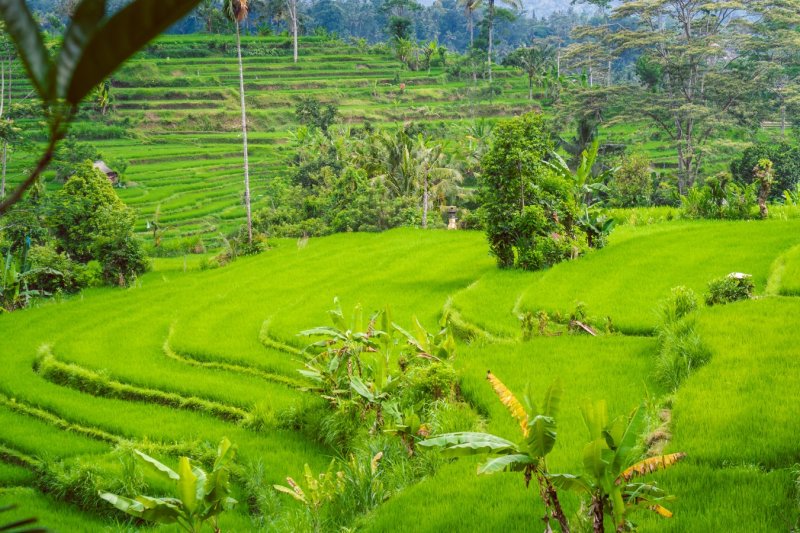 Indonesia: terrazas de arroz verde intenso en Sidemen, Bali