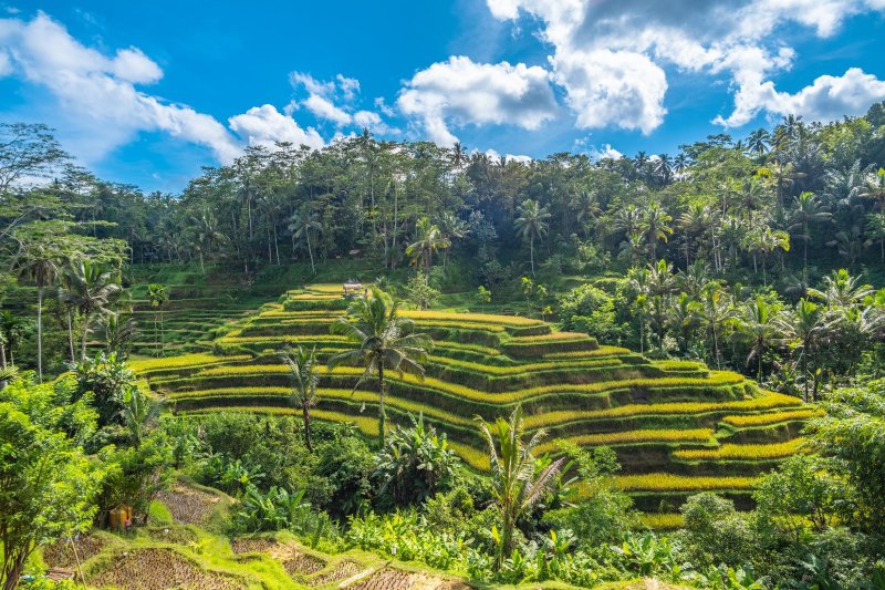 Indonesia: campos de arroz en Tegallalang, icono del paisaje rural balinés