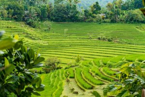 Indonesia: arrozales en terrazas de Pupuan, Bali