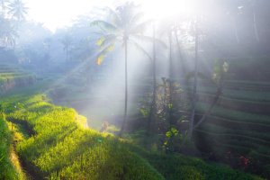 Indonesia: terrazas de arroz en Ubud, el corazón verde de Bali