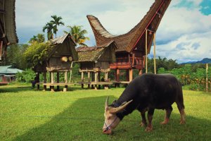 Indonesia: búfalo frente a las casas tongkonan de Buntu Pune, Tana Toraja